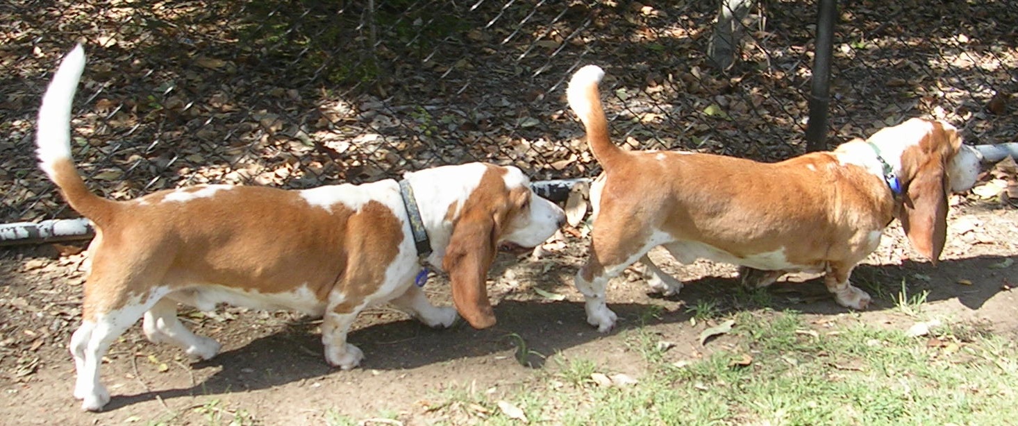 Первое спаривание. Половое поведение собак. Собака нюхает. Репродуктивное поведение собаки.
