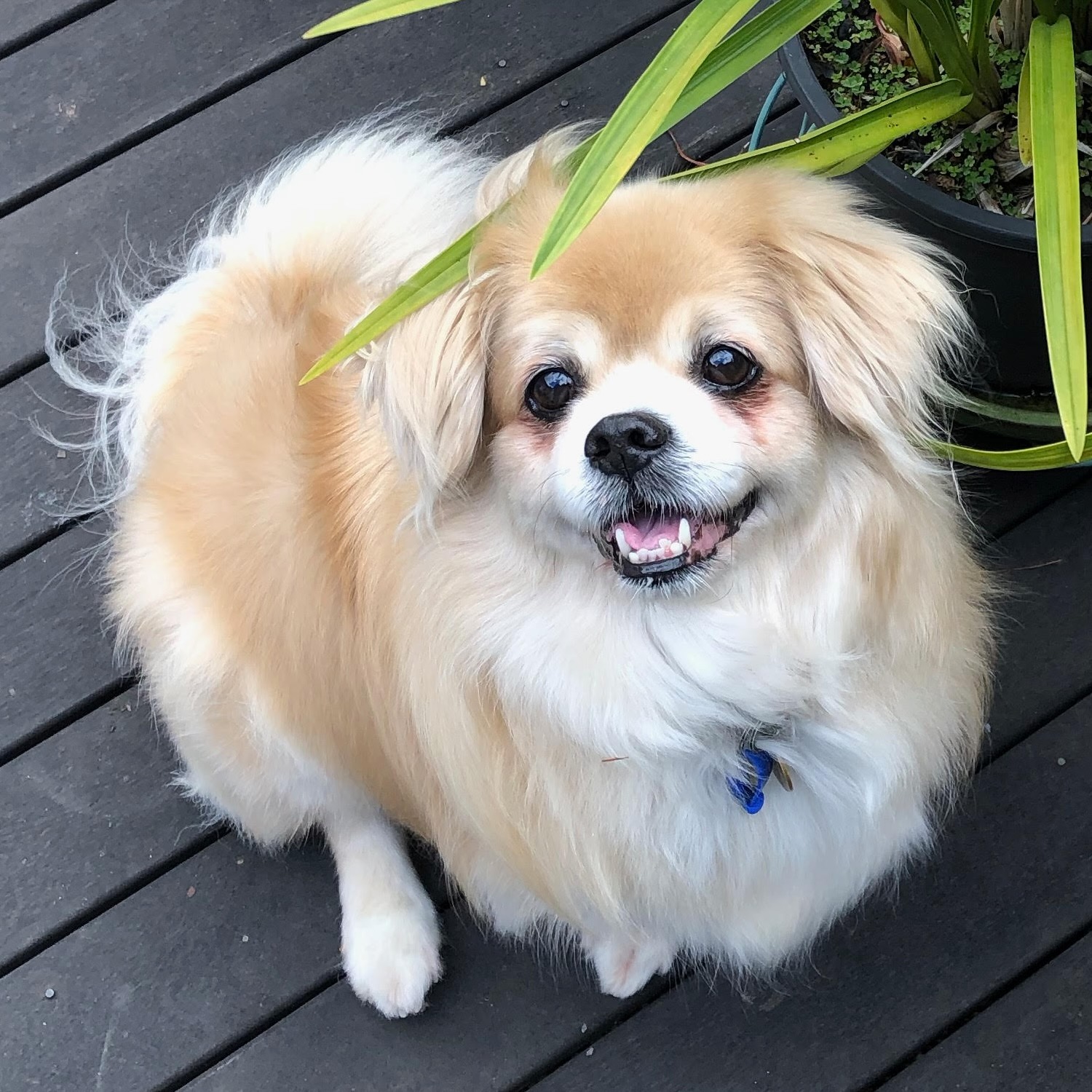 Jag the Tibetan Spaniel